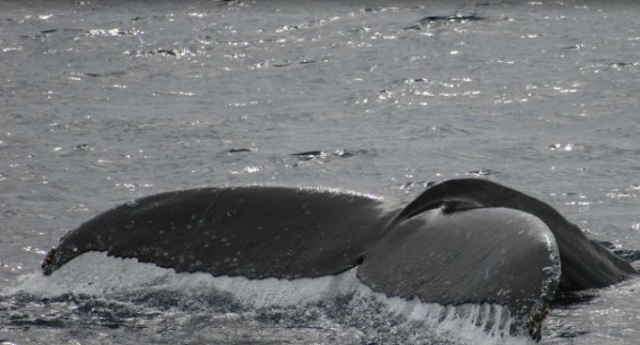 Coleteo de una ballena